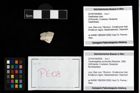 Foto (Objekt + Etikett) von Cracensigillatus acutirostris (Moericke, 1889)  (NHMW-GEO-2014-0194-0608)